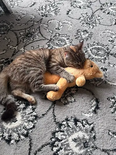 Kitten tabby, View more