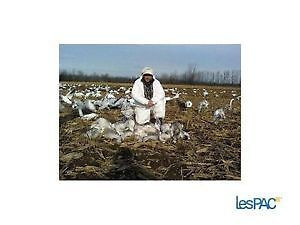 Chasse aux oiseaux migrateurs: oies blanches, bernaches dans Autre  à Ville de Québec - Image 4