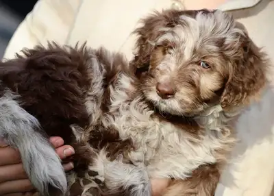 2  DOODLES,RARES  BORDOODLES , PUPPIES, CHIOTt F2 et, View more