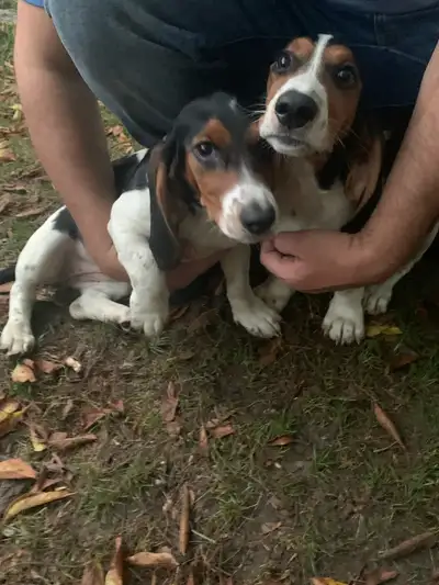 Bagels Beagle x Bassett Hound aka Pocket Bassetts, View more