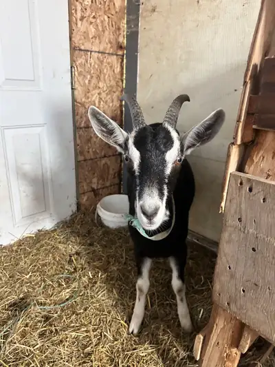 Goat for sale NEED GONE ASAP!, View more