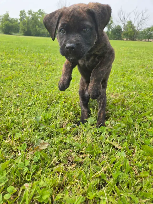 Cane Corso Puppies - 7 Weeks Old in Dogs & Puppies for Rehoming in Barrie - Image 6