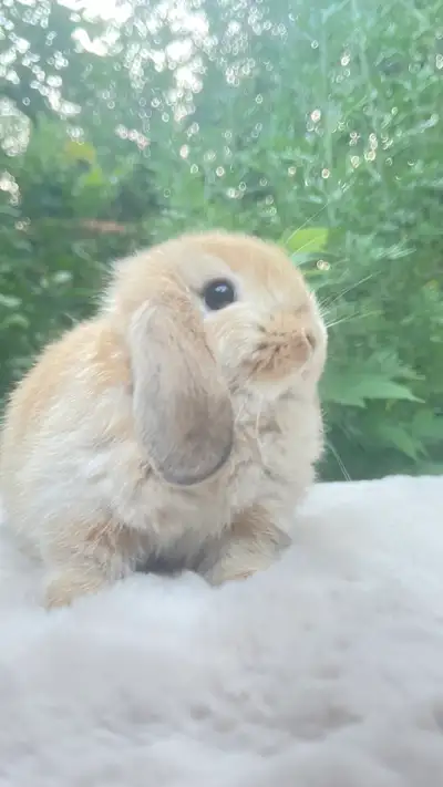 bébé lapin bélier hollandais nain (mâle) magnifique, View more