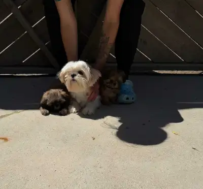 Two Adorable Shih-Tzu Puppies Looking for There Forever Homes, View more