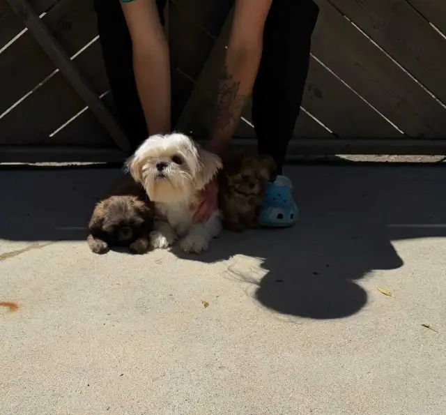 Two Adorable Shih-Tzu Puppies Looking for There Forever Homes in Dogs & Puppies for Rehoming in Oakville / Halton Region - Image 2