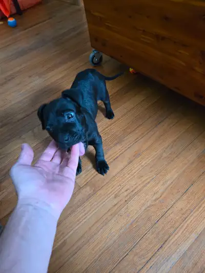 Puppy, Mixed breed Female 8 wk old for rehoming, View more