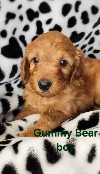 These gorgeous pups are absolutely incredible. They learn so fast and make the most wonderful family...