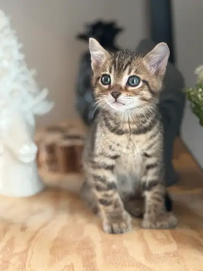 Voici nos 2 adorables chatons Ils sont affectueux, ronronneux , colleux !! Habitué avec les enfants...