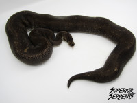 High end snakes - Hybrids, Boa & Pythons