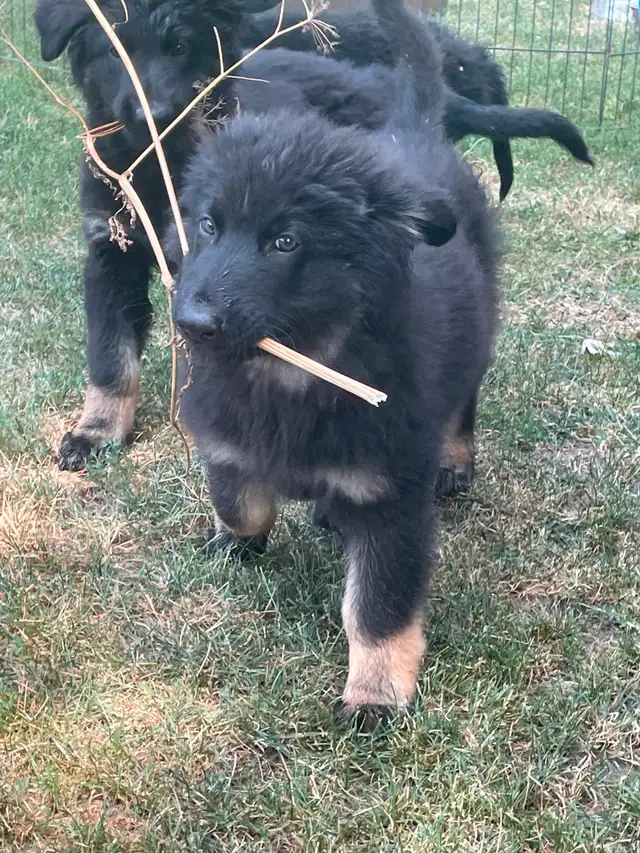 German Shepherds Puppies Berger Allemand Chiots in Dogs & Puppies for Rehoming in Longueuil / South Shore - Image 6