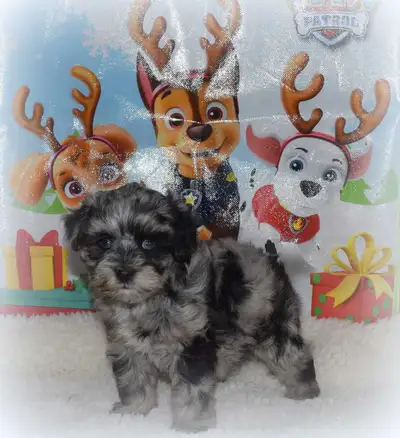 Tiny Doodles with HUGE personalities! Toy Schnoodles!, View more