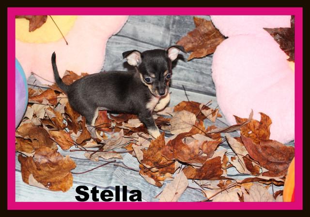 Chihuahua❤femelle mini ❤️Protection100% .Garantie. ★★★ dans Chiens et chiots à adopter  à Laval/Rive Nord