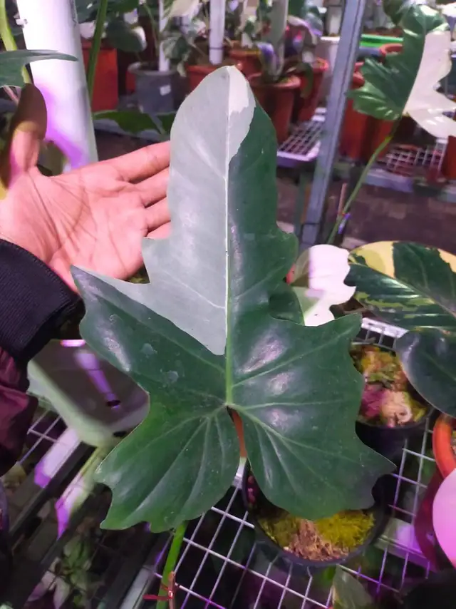 Dragon variegated philodendron -shipping62864746199938122