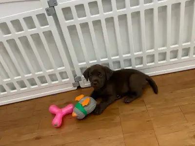 Available puppies Chocolate female 1 Black male They be ready new home may 1 2025 have had extensive...