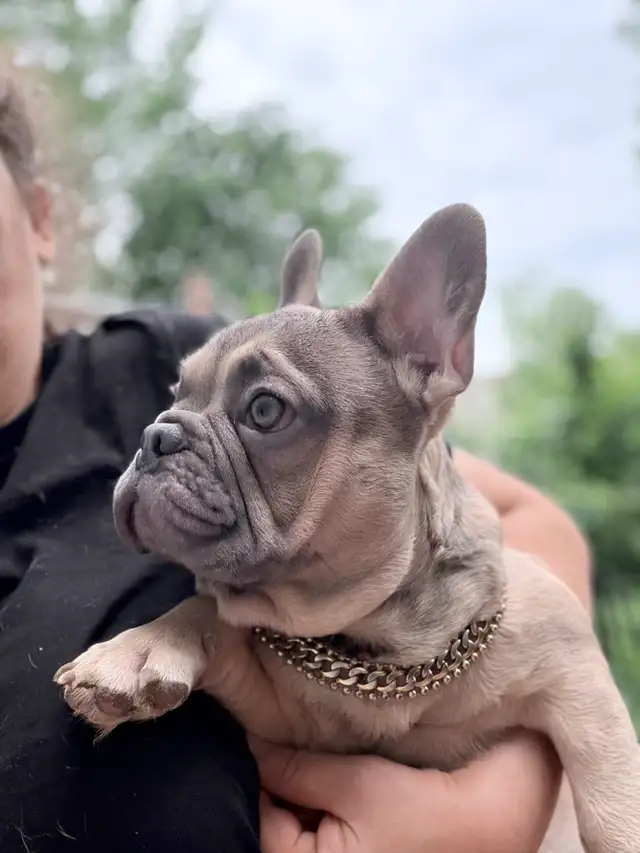 FRENCH BULLDOG PUPPIES in Dogs & Puppies for Rehoming in Ottawa - Image 3