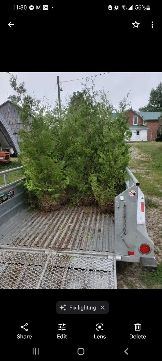 Cedar Trees - BOOK NOW & SAVE! in Plants, Fertilizer & Soil in City of Toronto - Image 4