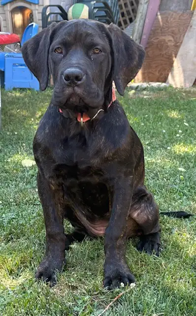 Mastiff Puppies (ONLY 2 LEFT), View more
