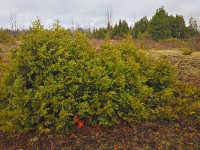 Cedars for Hedging and Privacy