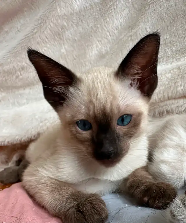 Chatons Siamois oriental in Cats & Kittens for Rehoming in Saint-Hyacinthe - Image 8