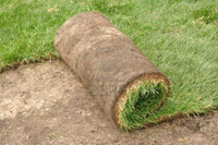 Need new Grass? Need some landscaping? 