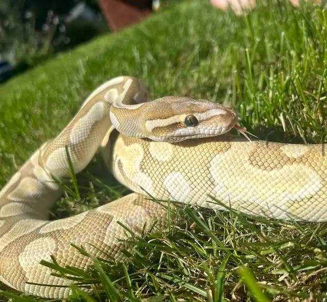 Butter Enchi Scaleless Head Ball Python | Reptiles & Amphibians for ...