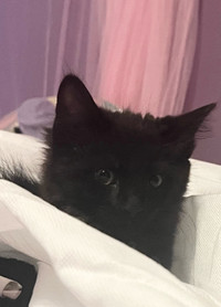 Pure black female kitten 