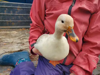 Call duck hatching eggs for sale. $20 a dozen. Some laying ducks are purebred. Some are second gener...