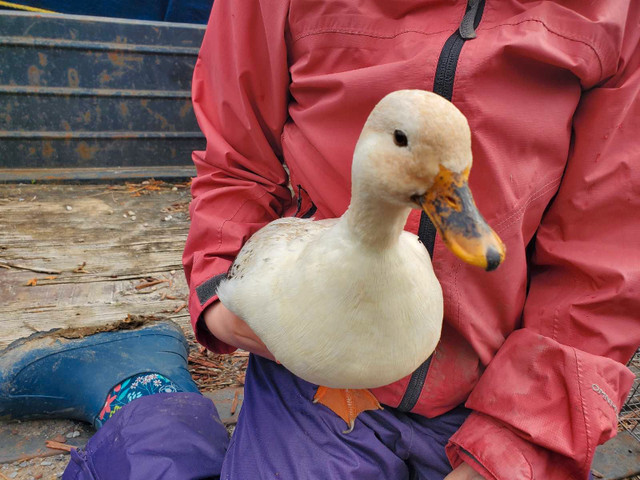 Call Duck Hatching Eggs For Sale in Livestock in Napanee