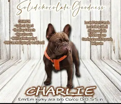 French Bulldog Puppies, View more