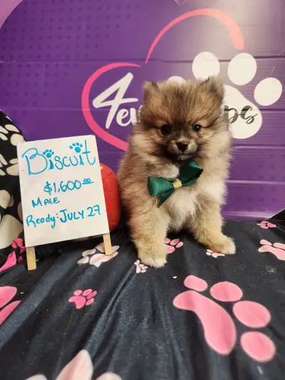 Shih-tzu chiots prêts julliet 6!!!, View more