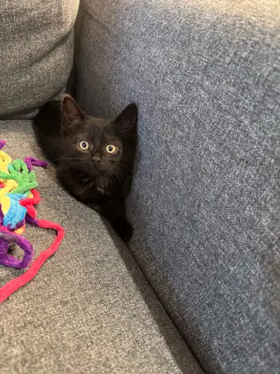 black kittens !!, View more
