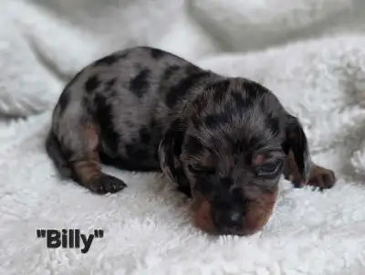 Mini Dachshunds, View more