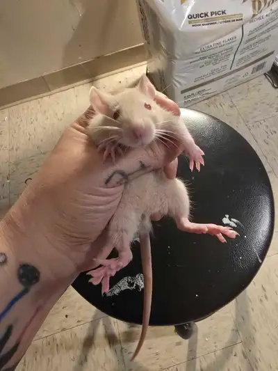 Bluedragon rattery has female rats, View more