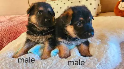 Purebred Working Line German sheperd puppies, View more