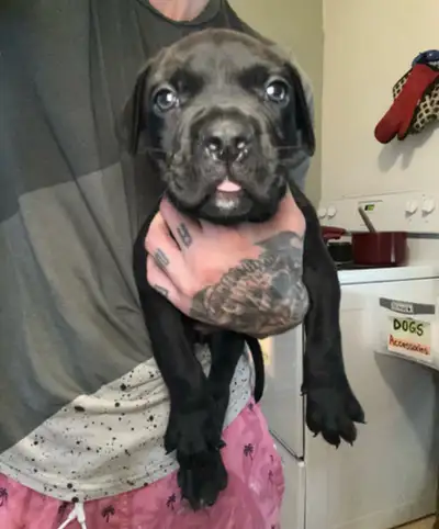 3 XL puppies  (1 Female/2Male), View more