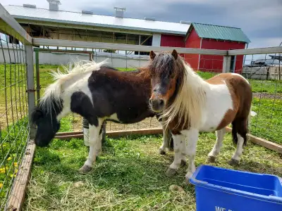 Shetland ponies, View more