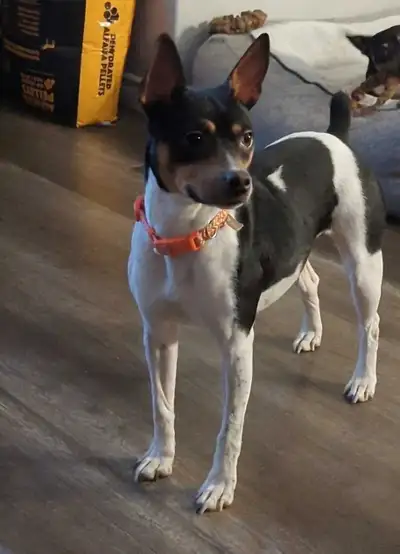 Adult Rat Terriers, View more