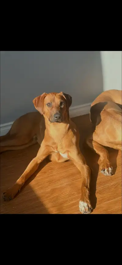Best Dog for Rehoming, View more