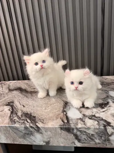 british longhair short leg munchkin kittens, View more