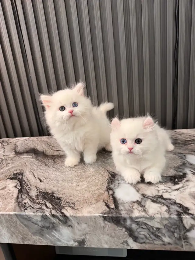 british longhair short leg munchkin kittens in Cats & Kittens for Rehoming in Oakville / Halton Region - Image 2