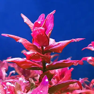 LIVE AQUARIUM PLANTS : ROTALA MACRANDRA, View more