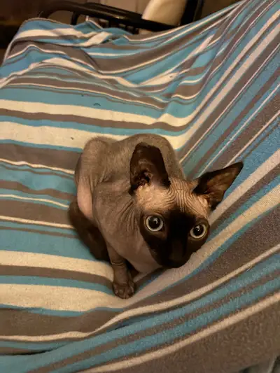 Free pair of Sphynx cats, View more