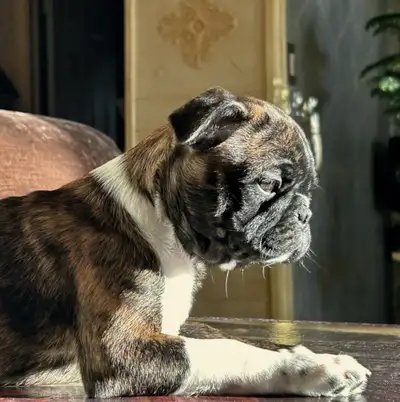 Bugg puppies for sale., View more