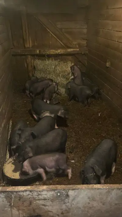 Meishan mix weaners, View more