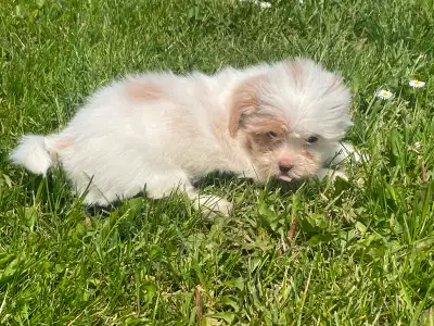 We have five beautiful puppies that are for their new homes These little ones come vet checked first...