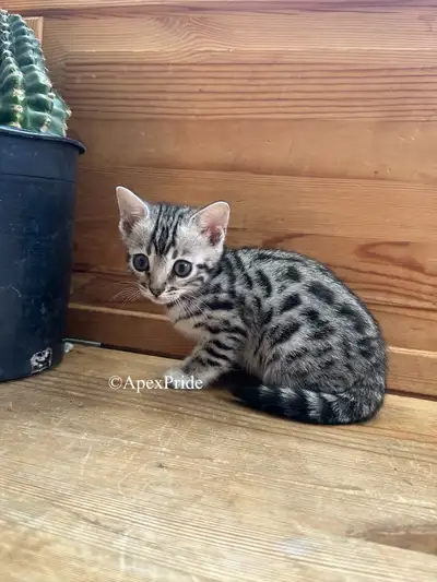 exotic purebred Bengal kittens , View more