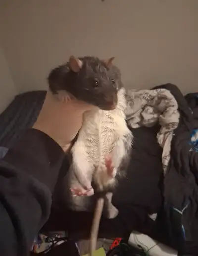2 male rats, View more