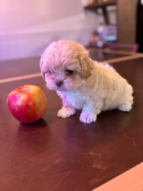 Encore 1magnifique chiot Shipoo ( caniche toy X Shitzu) née le 9 avril prêt pour l’adoption après le...