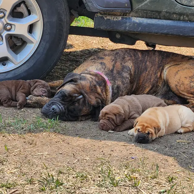 Sharpei cross pups looking for their forever home. in Dogs & Puppies for Rehoming in Edmonton - Image 7