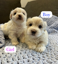 ❤️❤️ 2 adorable Maltese puppies ❤️❤️